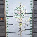 Judášovec kanadský (Cercis Canadensis) ´TEXAS WHITE´ - výška 130-150 cm, kont. C7,5L 